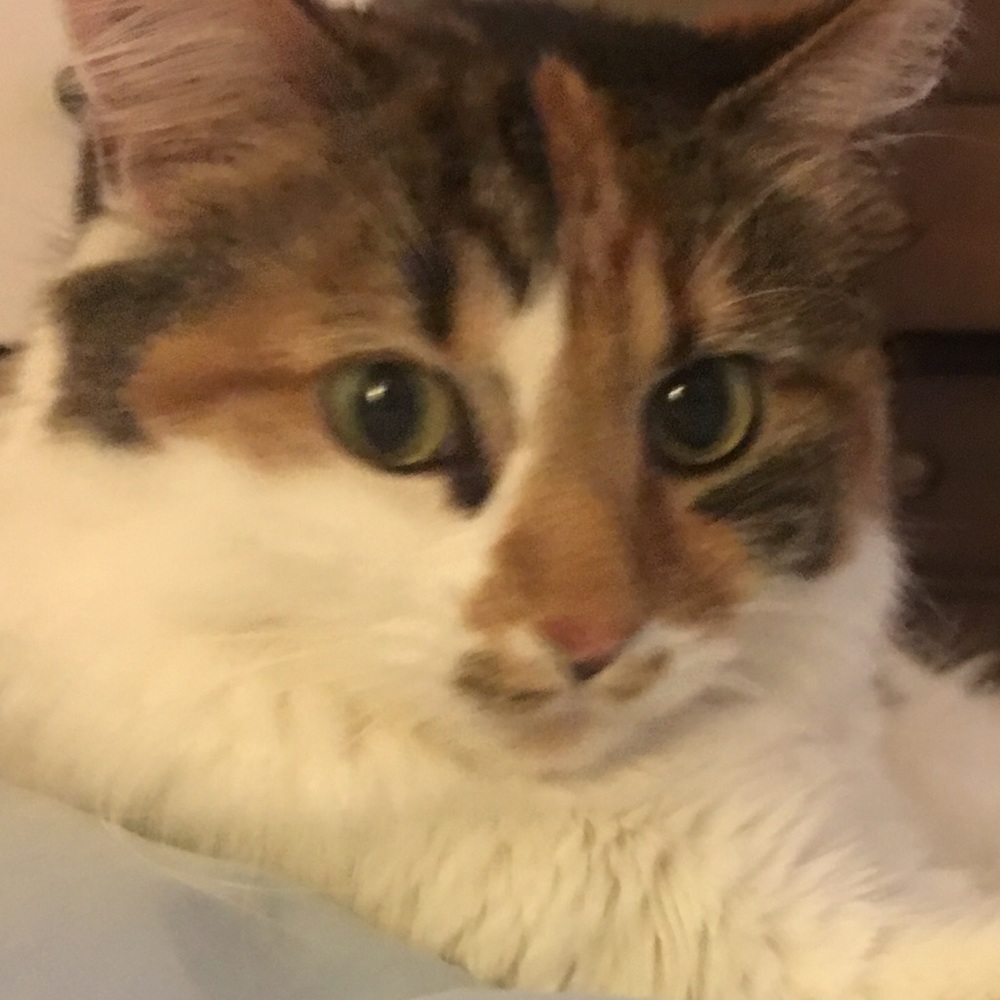 Meet your Posher, Grace